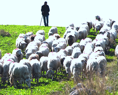 sheep breed Vastedda della Valle del Belìce PDO