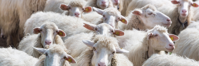 sheep Vastedda della Valle del Belìce PDO